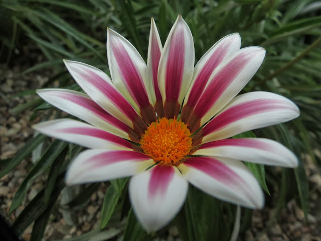 Gardens by the bay flower