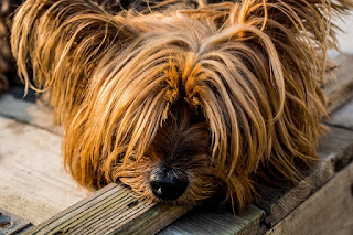 Yorkshire terrier características y cuidados 