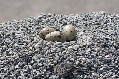 Strânljip - Scholekster - Haematopus ostralegus