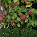 Harvesting Hydrangeas