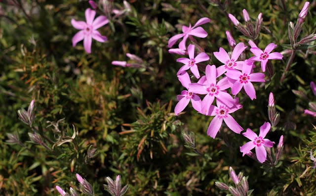 Phlox Subulata Flowers