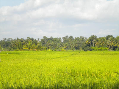 Padi, Sawah