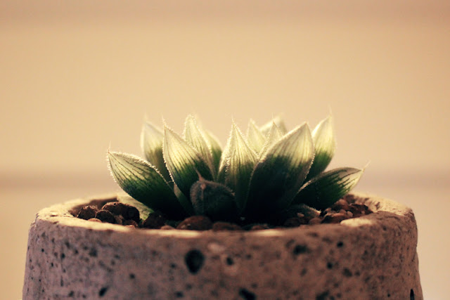 たにことたにく 多肉植物 ベヌスタ ハオルチア属の画像