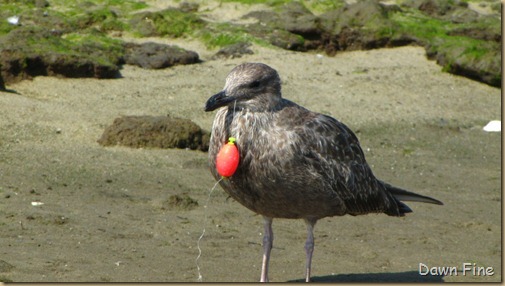 Birding Clamming_030