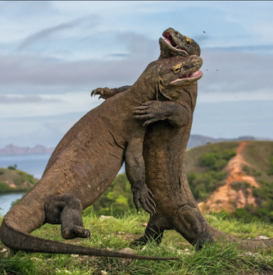 Komodo Dragon Reproduction, very difficult for a dragon to find a mate | Articles Komodo Dragon
