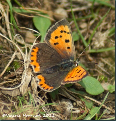 38-small-copper