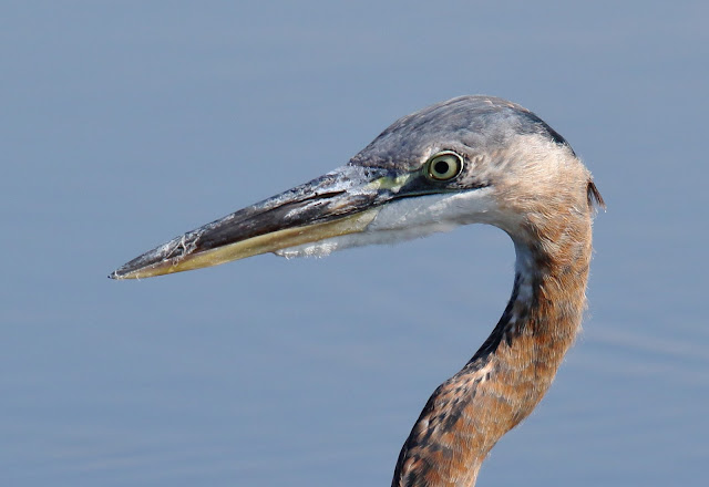 Great Blue Heron