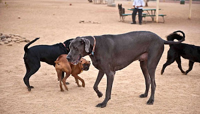 World's Tallest Dog