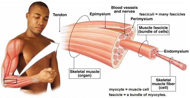 شرح آلية انقباض العضلة الهيكلية والمخطط - بالفيديو skeletal-muscle