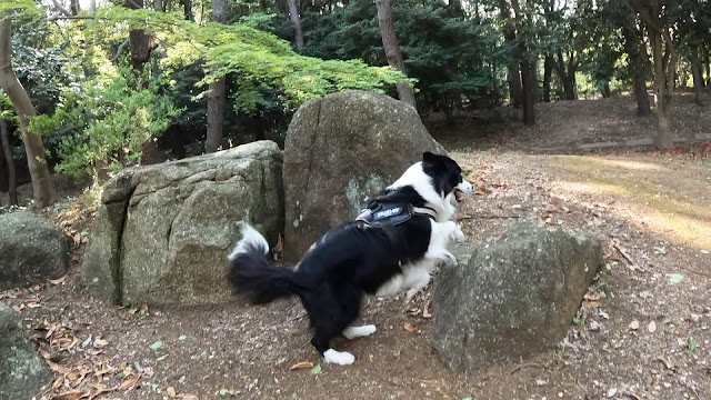 保護犬 ボーダーコリー トーマ