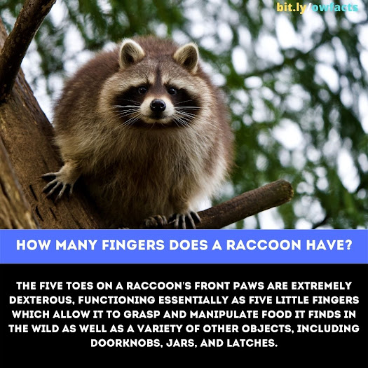 WTF Fun Fact: How many fingers does a raccoon have?