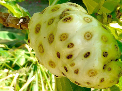 What The Health Benefits of Noni Fruit For Woman Healthy and Beauty