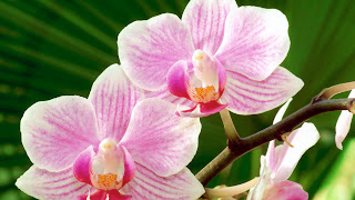 Moth Orchid HD Flower Wallpaper