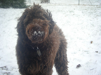 closeup of Alfie with snow-caked whiskers