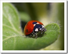 ladybug-3559_640[1]