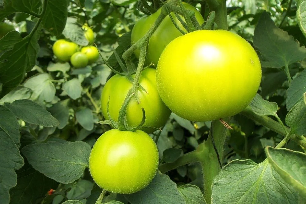 Científicos desarrollan método para producir alimentos sin la necesidad de la luz solar, mediante la fotosíntesis artificial