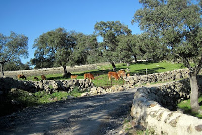 dehesa en Los pedroches