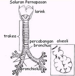 SISTEM PERNAPASAN PADA MANUSIA Kumpulan Materi Biologi