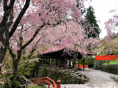 【日帰り吉方位旅行】金運アップの金櫻神社と鬱金の桜