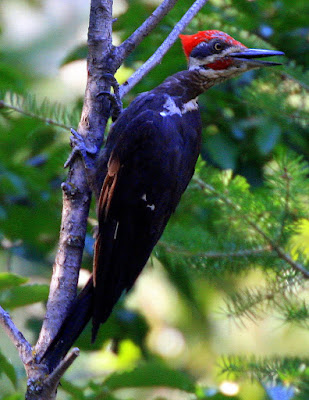 Pileated Woodpecker near Sweathouse Creek in Montana