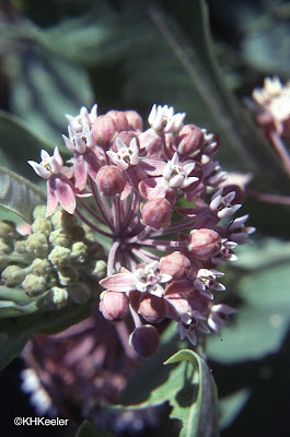 common milkweed, A. syriaca