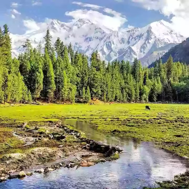 Fairy Meadows Guide | Track, Location, Height, Base Camp - 2022