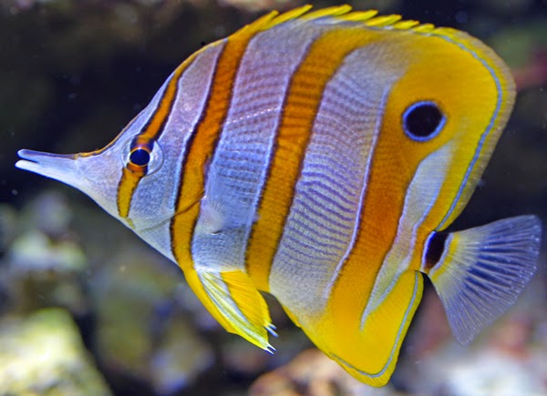 5 Jenis Ikan Hias Air Laut dan Cara Merawatnya