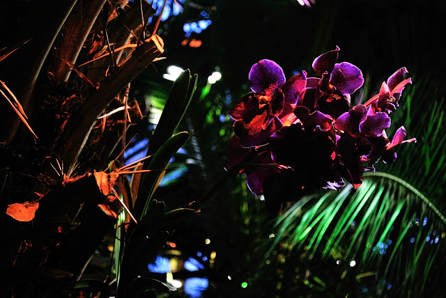 Orchids in a Tropical Greenhouse