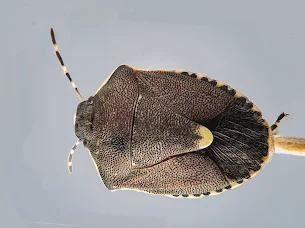 Peribalus strictus