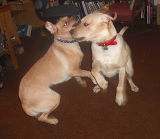 Picture of Cassie and Toby playing.  Cassie is on the right & Toby is on the left