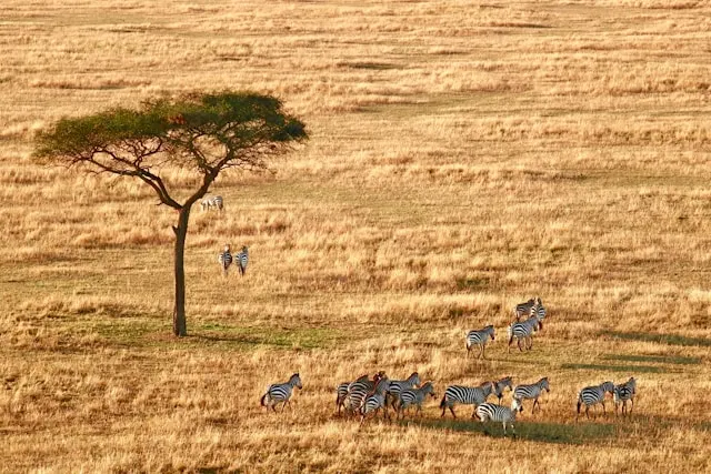 Serengeti National Park: Top 10 Tourist Attractions in Tanzania