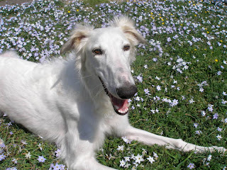 Borzoi Dog Wallpaper