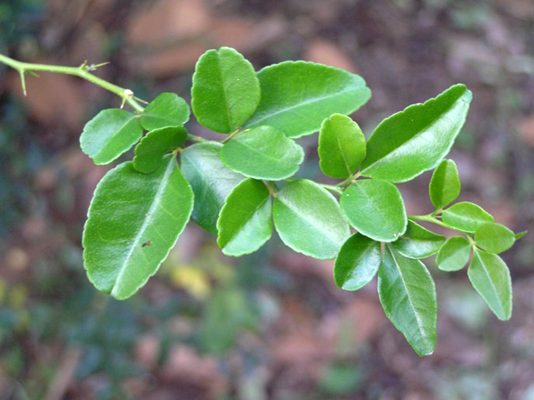  Jeruk  Kingkit Triphasia trifolia 