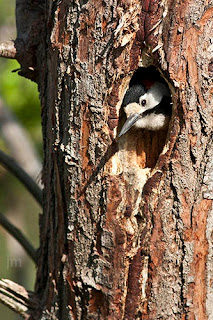 Syrian Woodpecker, Syrian Woodpecker nestingseason, woodpecker,woodpecker couple,woodpecker nesting season, 