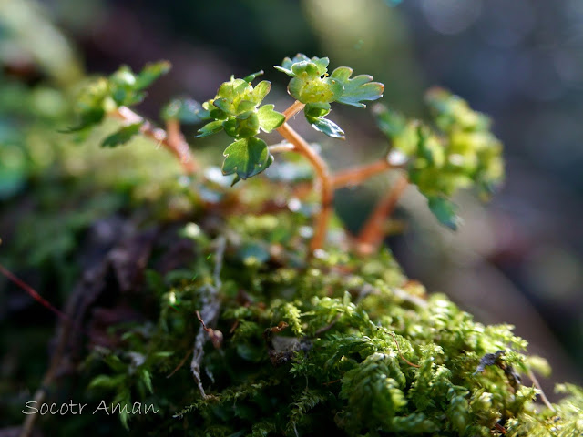 Chrysosplenium flagelliferum