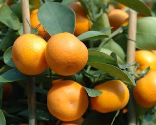 Fruit Alphabetical List - Oranges