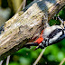 Pica pau algumas espécies e seu habitat natural.