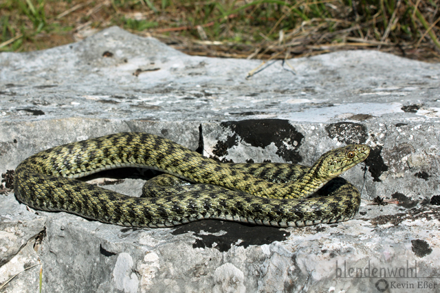 Würfelnatter - Natrix tessellata