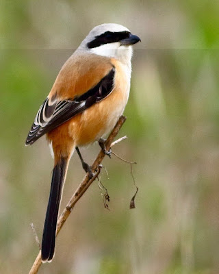 "A Long-tailed Shrike (Lanius schach) perched on a thin branch, its unique black mask and hooked bill standing out against the pale backdrop. The bird's long tail and erect stance are distinctive as it examines its surroundings."