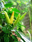 One established chilli plants are best transferred to larger pots. (dscn )