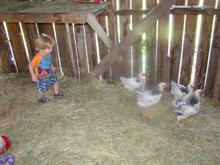 grandson helping wake up the chicks