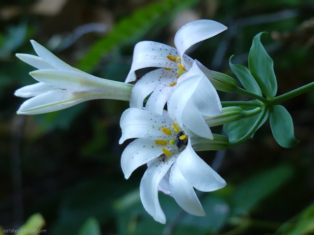 lily with a fly