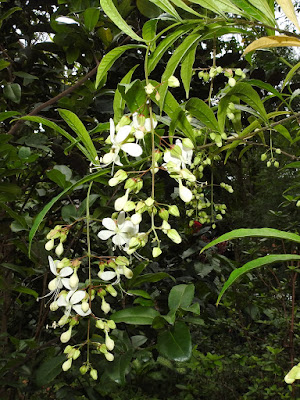 垂茉莉的花序