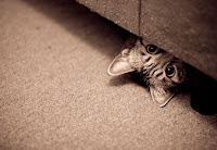 A tabby cat peeking out from under a couch  | Exclusively Cats Veterinary Hospital, Waterford, MI