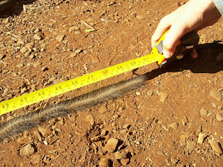 The whole line of caterpillars was over 4 ft. long!