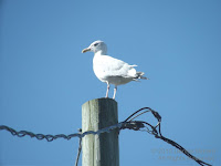 Herring gull on post, PEI, Canada - © Denise Motard