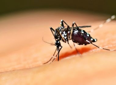 Juazeiro e Jacobina receberão mosquitos geneticamente modificados para combater dengue