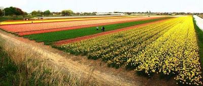 Tulip fields Netherlands