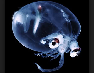 Squid Transparan