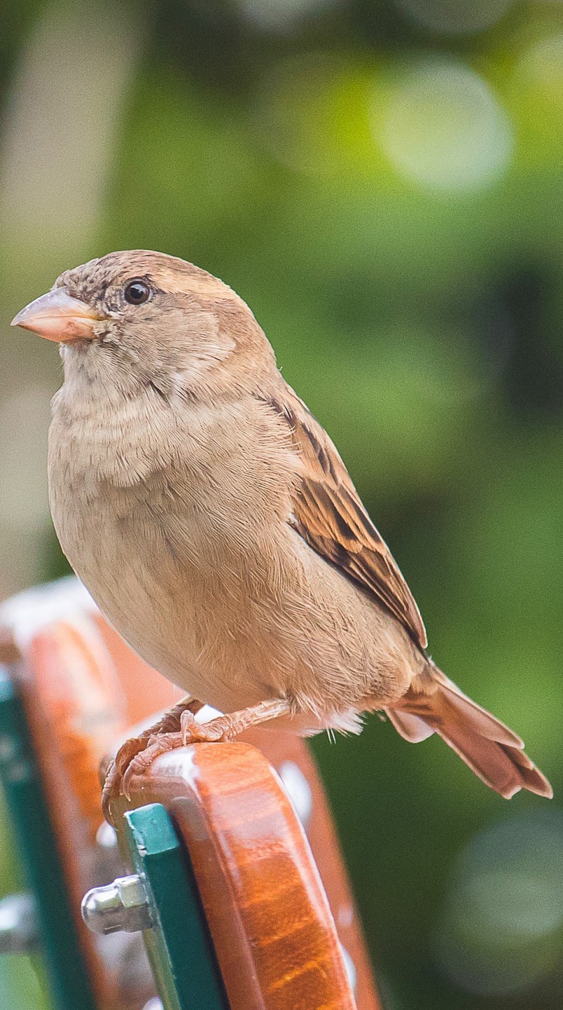 A sparrow on a chair.